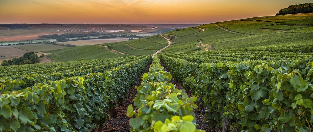 Over the course of the experience you will be immersed in the history - and bubbles - of a selection of the region s renowned producers and finest