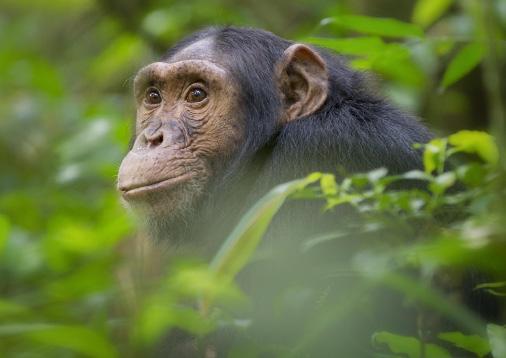 DAY 6 NDALI LODGE KIBALE NATIONAL PARK Tom Dietrich Rise early to begin your travel into the wilds of Kibale National Park. Kibale has the highest concentration of chimpanzees of any forest in Uganda.