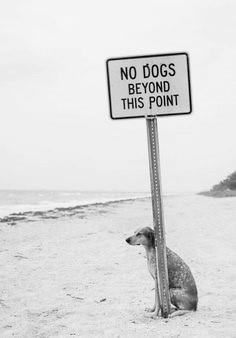 or water truck, shall be available for immediate utilization. Beach fires: Pets: We love our pups but. No dogs allowed on beaches at any time.