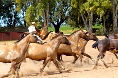 As lunch is finished you will enjoy a folklore show with live music, dancing and a tango demonstration, followed by 'cuadreras' and ring races where gauchos show their skills as riders.