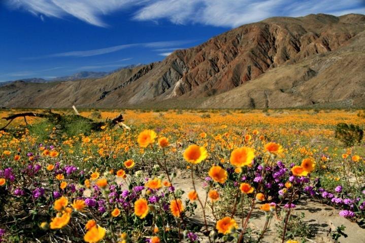 Fun Facts Things to Do January: San Diego Restaurant Week February: Wildflowers bloom in Anza-Borrego Desert State Park March: Flower fields in bloom Carlsbad Ranch April: Mainly Mozart Festival in