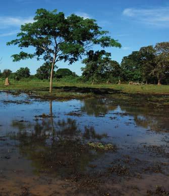 The land is known as the Cerrado, where the typical climate is hot and semi-humid with a dry winter season from May to October.