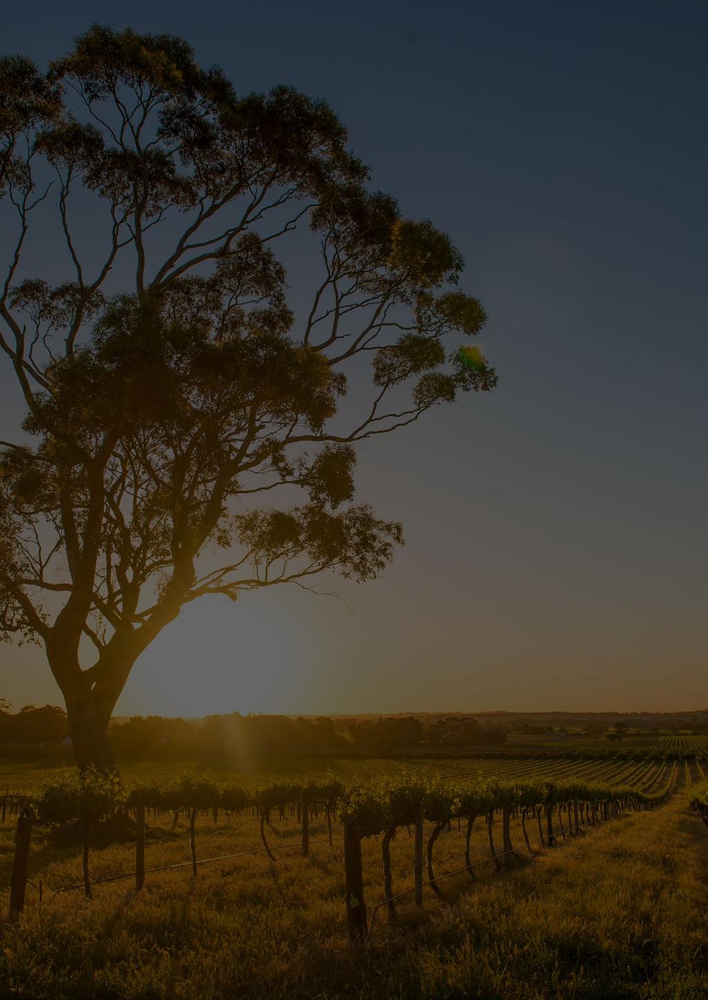 From the best of Tasmania, it s now time to jet across to The Barossa Valley. WING YOUR WAY FROM SAFFIRE TO THE IDYLLIC LUXURY OF A VINEYARD RETREAT AT The Barossa Valley.