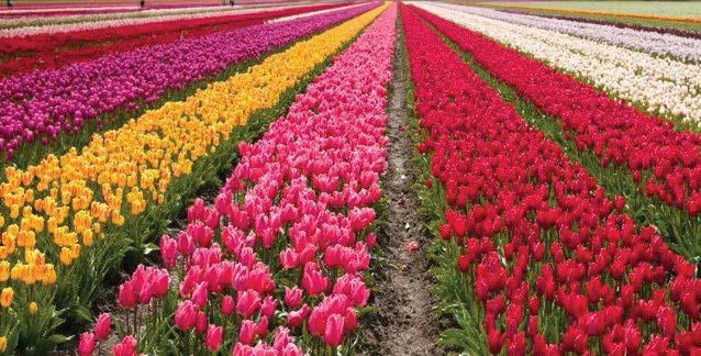 KING WILLIAM TRAVEL 6 DAY CANBERRA FLORIADE Including BOWRAL TULIP TIME