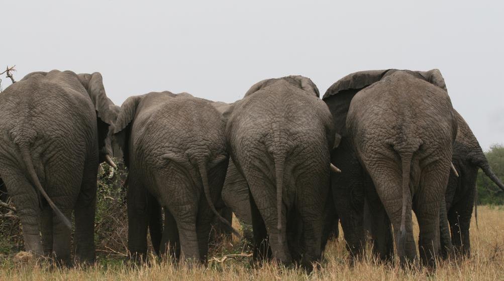 The guides had exceptional sightings of large breeding herds of elephants.