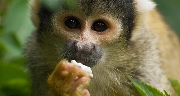 Monkey s Trail Immerse into a fantastic tropical rainforest and witness its exuberant wildlife.