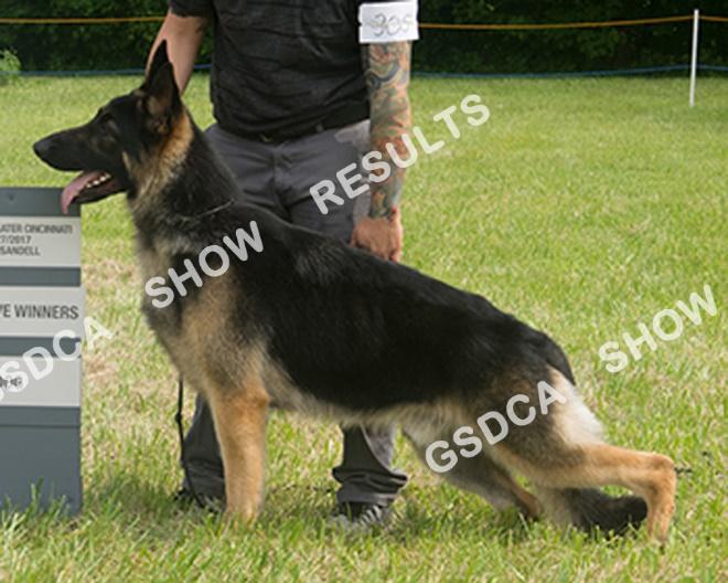 Novice, Dogs GSDC of Central Cincinnati Specialty, May 27 th 2017 305 AM: RWD PM: RWD BLOOMBERRY'S GUSTOFF, (DOG) DN45733801. 4/13/2016. USA Breeder: Steve & Kay Bloom, By: Rosewood Guns of Navarone.