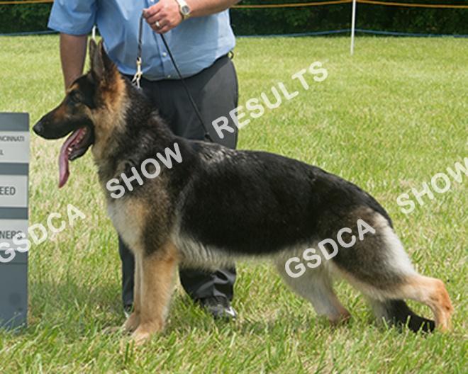 Open, Bitch GSDC of Central Cincinnati Specialty, May 27 th 2017 322 AM: BOW/BOB PM: n/e COASTLINE GIRL ON FIRE OF CHERPA, DN42289601, 11/13/2014, USA, Breeder: Jacque