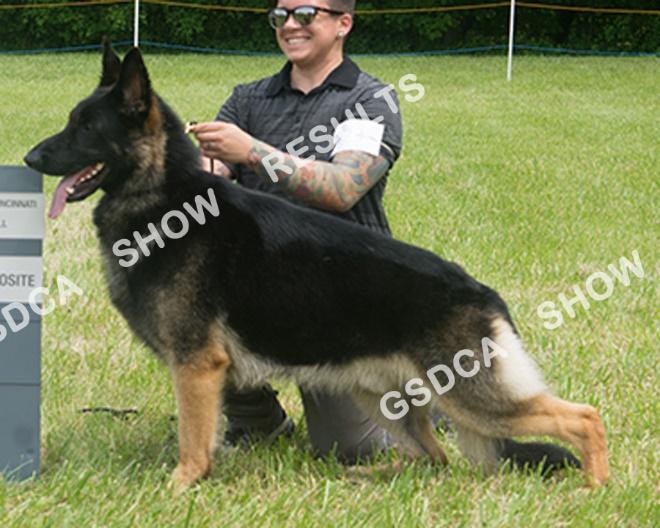 BEST OF BREED 324 AM: BOS PM: BOB CH BLOOMSBEERYS AMADEUS, (DOG)