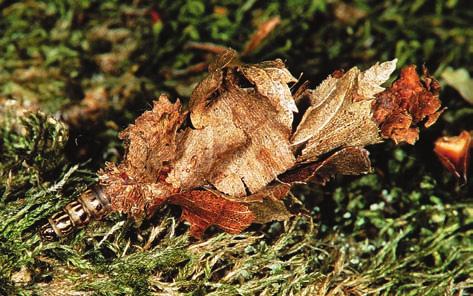 Sl. 1. Gusjenica kesičara na mahovinom obrasloj hrastovoj grani. Fig. 1 Bagworm moth caterpillar on the mossy branch of oak branch. Sl. 2. Gusjenica kesičara pripremljena za kukuljenje. Fig. 2 Bagworm moth caterpillar prepared for pupation.