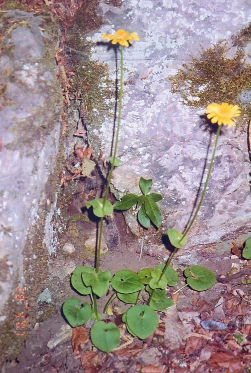 Doronicum columnae je višegodišnja biljka visine 15 60 cm, za koju je značajno da ima neodebljali kosi ri zom bez vriježa.