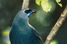The park is the natural home of native birds such as whitehead, whio / blue duck, käkä, kökako, kiwi and kärearea / New Zealand falcon. More common native birds such as tüï The endangered kökako.