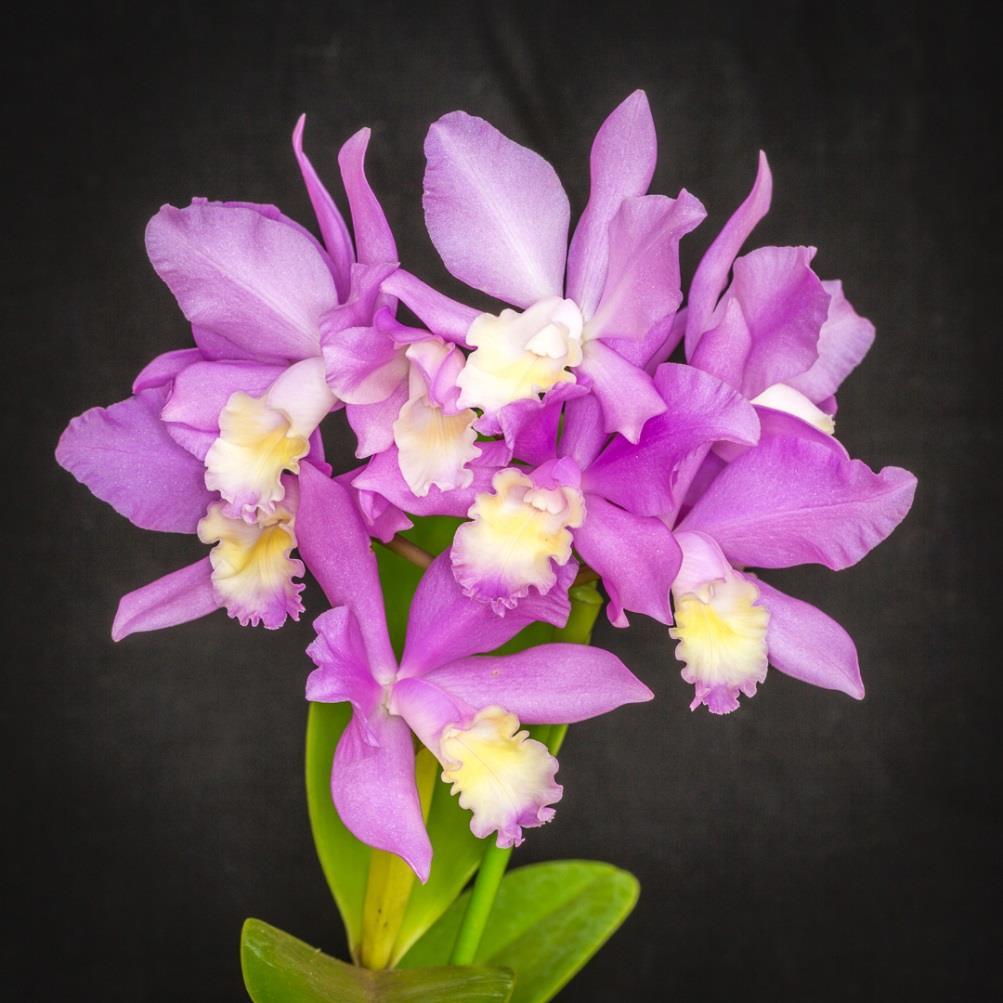 BUNBURY ORCHID SOCIETY Orchid Talk Cattleya Unknown Grown by D. Meade The Monthly Publication of the Bunbury Orchid Society JUNE 2018 Next Meeting Sunday 1 st July commencing 10.