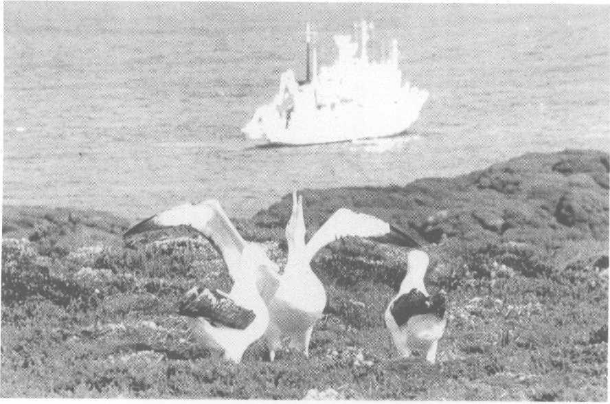 Figure 5 The subantarctic islands are nature reserves protecting habitats of great conservation value, such as that of the Southern Royal albatross, seen here at the Auckland Islands.