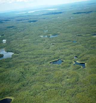 Peat plateaus (grayish-green) with large brownish-yellow collapse scars are typical of about 40 percent of the Ecoregion. The linear feature is a seismic line used for petroleum exploration.