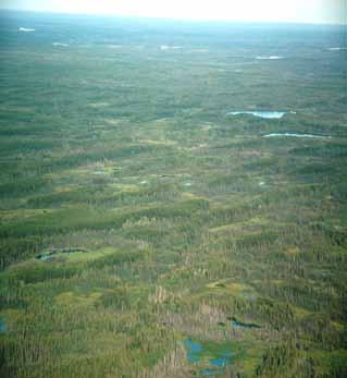 This image shows typical mixed-wood and trembling aspen forests on uplands, with white spruce black spruce forests in lower, slightly wetter positions and horizontal fens with black spruce cover in