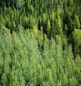 Highly productive trembling aspen, balsam poplar, and white spruce stands occur along with scattered paper birch on floodplain terraces of the Liard River.