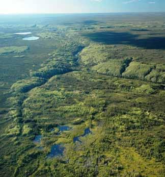 The Muskeg River valley cuts into the slopes of the western Trout Upland MB Ecoregion and is forested by trembling aspen and mixed aspen white spruce stands.