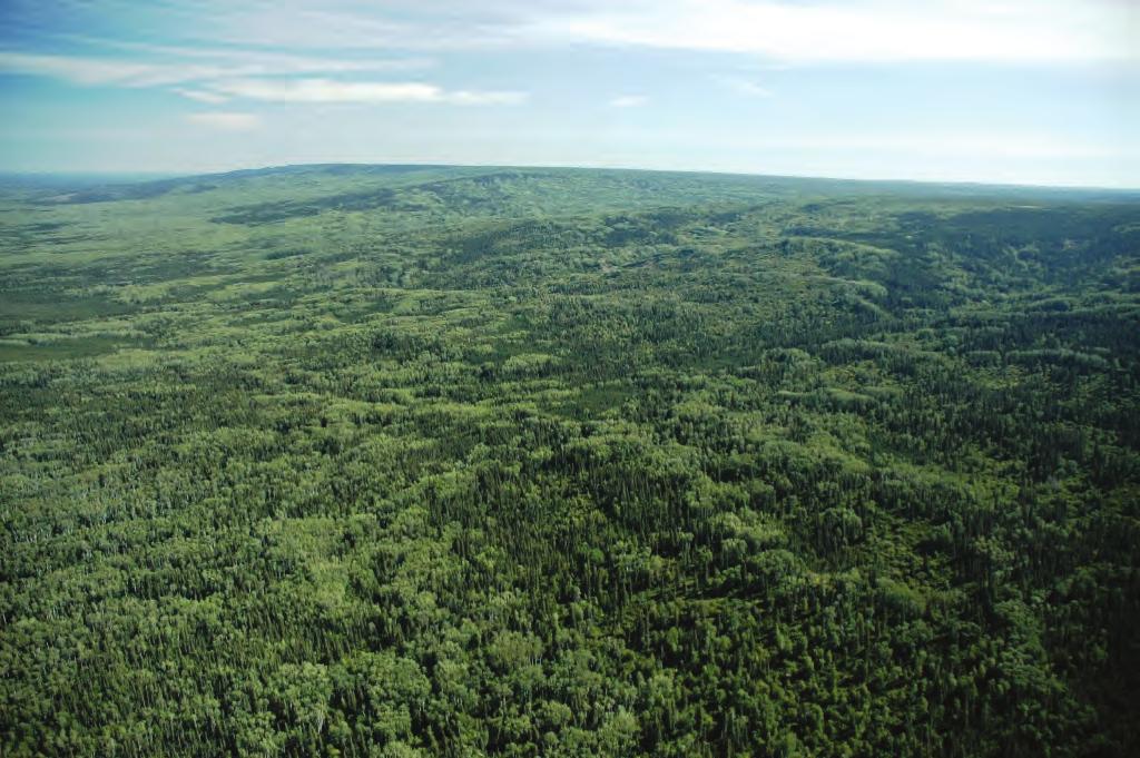 The alternating dark and light green bands on the southfacing failing slopes of the Cameron Slopes MB Ecoregion are forested by white spruce and trembling aspen; the permafrost-dominated stunted