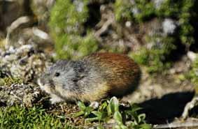 confined largely to the Mid-Boreal and High Boreal Ecoregions south of the Mackenzie River. Lemmings are close relatives of voles.