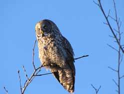 Great Grey Owls hunt primarily mice and voles, and often perch in trees along roadsides during the day. Photo: D. Johnson 4.3.