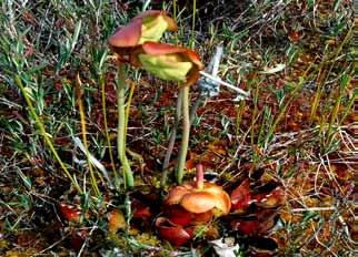 1993). Some unusual plants of the Taiga Plains Ecoregion are shown below.