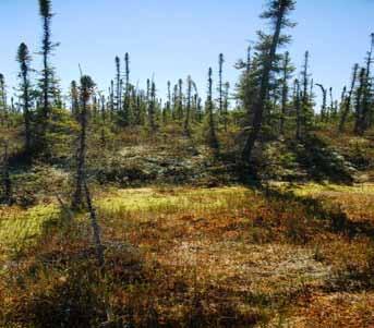 In this wet peat plateau in the warmer Taiga Plains MB Ecoregion, note the comparatively large size of the brownish-green collapse scar bogs and the relatively dense black spruce