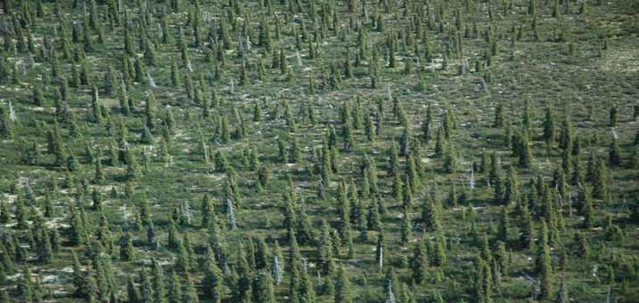 3.3.1 TAIGA PLAINS HIGH SUBARCTIC (HS) ECOREGION Typical sites in the Taiga Plains High Subarctic (HS) Ecoregion are characterized by stunted, open stands of white spruce, black spruce and larch