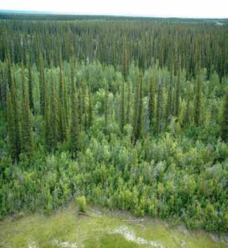 Southwest of Inuvik, species-rich tall white spruce shrub communities with reed grass and horsetail marshes are