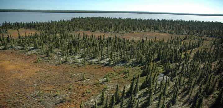 3.3.2 TAIGA PLAINS LOW SUBARCTIC (LS) ECOREGION Typical landscapes in the Taiga Plains Low Subarctic (LS) Ecoregion are a mosaic of uplands and wetlands.
