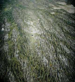In this detailed view of a runnel, the darker stripes are white spruce shrub forests on wet, fine-textured soils in shallow