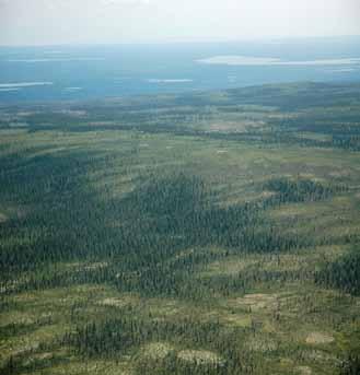 Proportion of Ecoregion occupied by lakes: 5% Proportion of Ecoregion occupied by bogs and fens: 14% This northward-facing view shows open white spruce stands