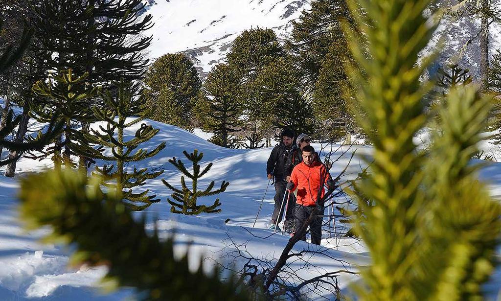 PUESCO SNOWSHOEING Duration : Full day/5 hours. Season : July through October 15th. Difficulty : Medium. Beautiful snowshoe hike, surrounded by an ancient araucaria, lenga and ñirre forest.