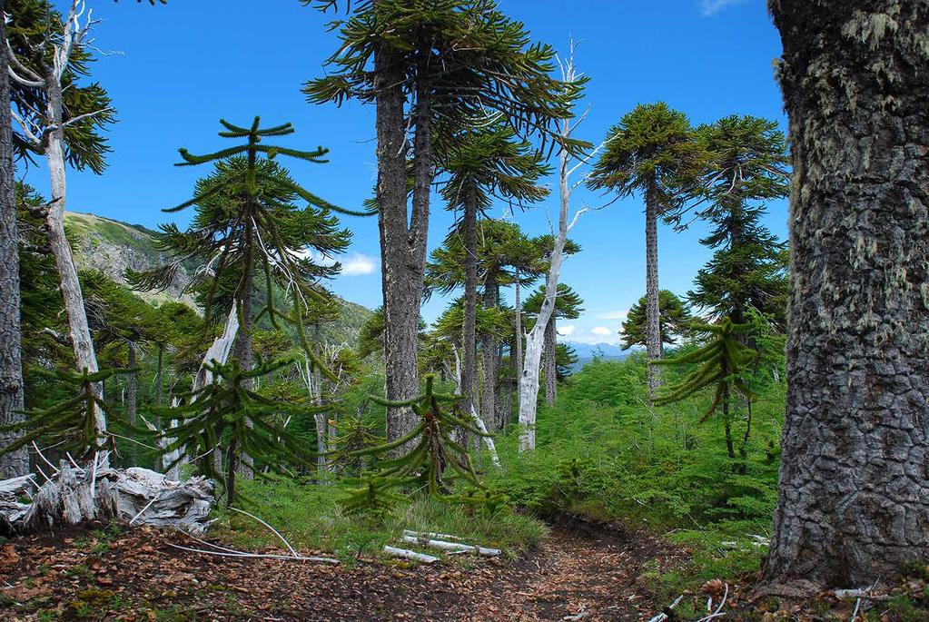 CHINAY TRAIL TREKKING Duration : half day (about 2 hours uphill). Season : November through April. Difficulty : Medium. The trail starts at an impressive coihue, araucaria and lengas forest.