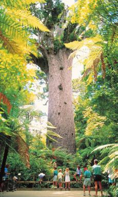 will explain how these trees are inter-twined with the lives of local Maori and the important role they play in the eco-system that is the Waipoua Forest.