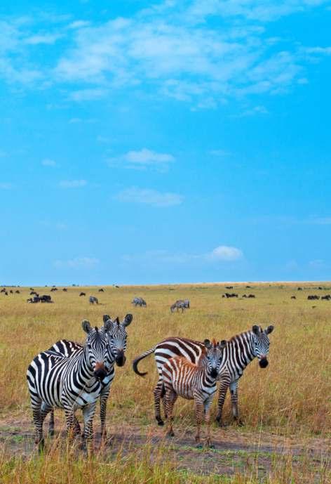TM MASAI MARA The Maasai Mara National Reserve is a large game reserve in Narok County, Kenya, contiguous with the Serengeti National Park in Mara Region, Tanzania.