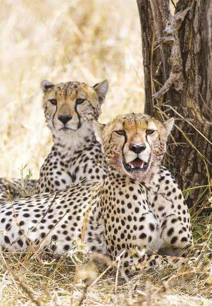 AFRICA The Great Migration Safari in Style 14 days from US$13,595 Limited to 18 guests Visiting Nairobi, Amboseli National Park, Tarangire National Park, Ngorongoro Crater, Serengeti National Park