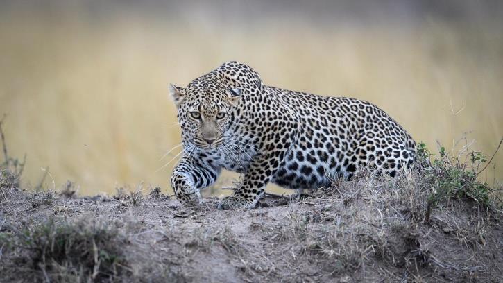 BIG CAT SAFARI February 10-17, 2018 Masai Mara, Kenya Is and African safari on your bucket list? If so, Kenya s Masai Mara may be the best known and most beautiful of Africa s national reserves.