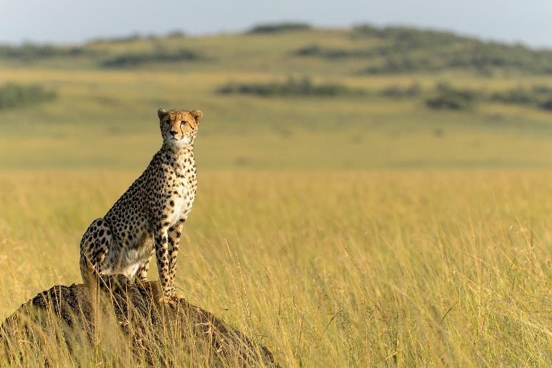 So whether an animal lover, occasional shutterbug or professional photographer, there is arguably no better place than the Masai Mara, to see wildlife up close and personal.
