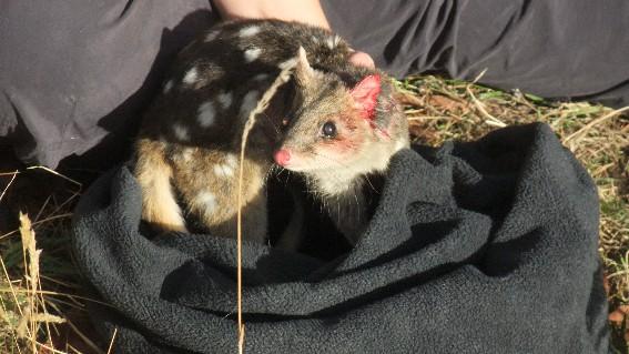 Eastern Quoll: A