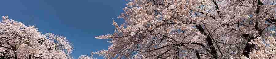 Japan Golden Route Cherry Blossoms 11 Day Tour 11 days/8 nights - Nexus Holidays We would love for our customers to experience Japan s culture and history along with its modern sights, smells, and
