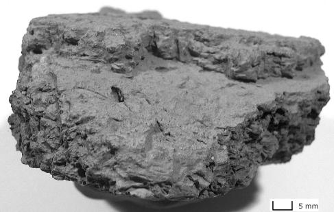 Figure 2: Fired clay fragment tempered with chaff of sorghum from the excavation at Mahal Teglinos. Figure 3: Impression and cast of Sorghum cf. bicolor spikelet.