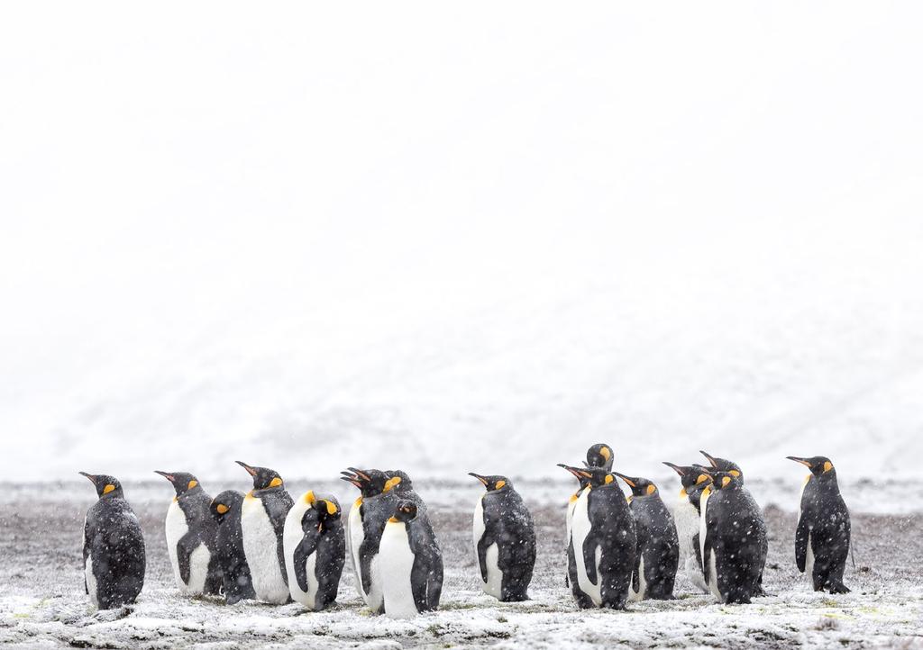 PHOTOGRAPH THE SNOW KINGS OF SOUTH GEORGIA South Georgia Island is home to the largest King Penguin rookeries in