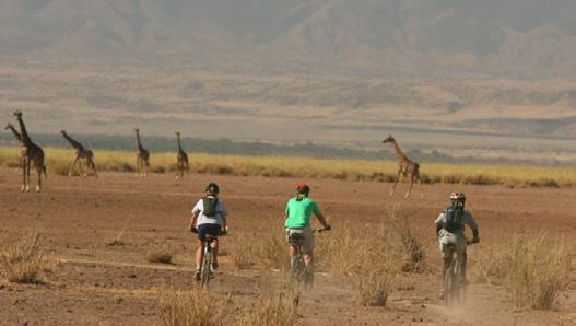 OL PEJETA CYCLE SAFARI What better than the opportunity to cycle through the African savanna alongside some of Kenya s most spectacular