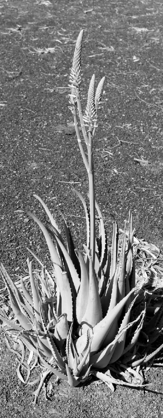 Aloe vera on Lanzarote By Colin C. Walker Aloe vera is undoubtedly the best known succulent of all. Its fame arises from the supposed medicinal qualities of extracts from its leaves.