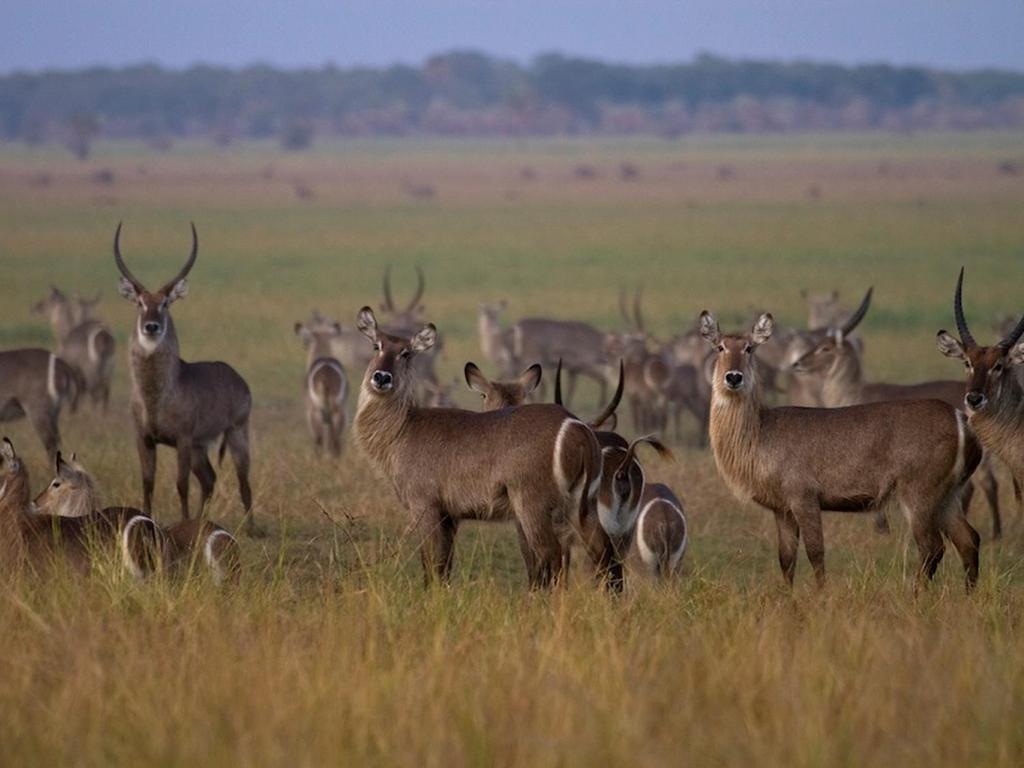 2.50 Sable Kudu Impala Bushbuck Antelope recovery in the Gorongosa National