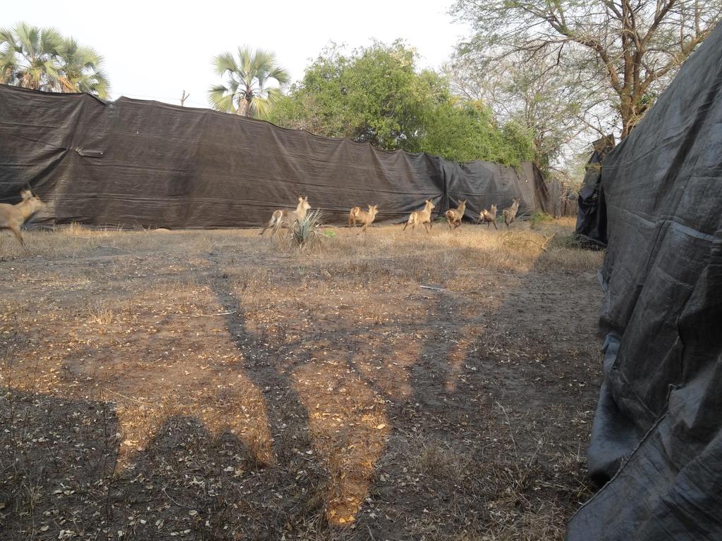 reedbuck and 49 warthog to Zinave N.P.