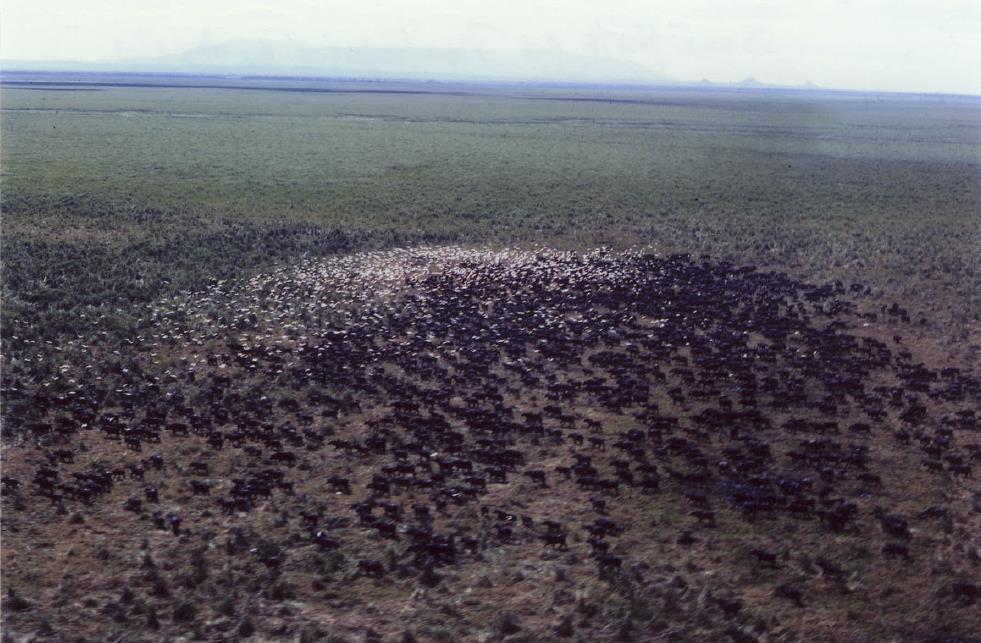 An aerial census of the rift valley floor of the Gorongosa National Park was completed over 4 days in June, 1994. The results reveal a catastrophic decline in the large herbivore population.