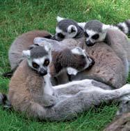 Here, you can find almost all of the world s 63 types of lemur, dozens of types of chameleon including the world s smallest and largest, and strikingly beautiful wild cats called fossas.