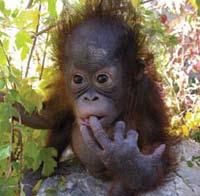 seas From 795 for 4 weeks Visit a world renowned Orangutan Sanctuary From 1,295 for 15 days From 400 for 9 days Borneo Wildlife, Coral Reef & Orangutan Adventure Sumatra Jungle